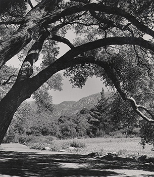 Santa Barbara Botanic Garden Photo 2